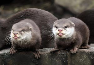 sepeda-berang-berang-laut-klasik-keunikan-dan-desainnya