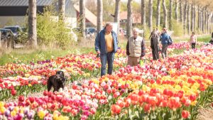 festival-sepeda-tulip-di-noordoostpolder-memikat-pengunjung
