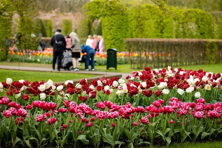 Festival Sepeda Tulip di Noordoostpolder: Keindahan Musim Semi