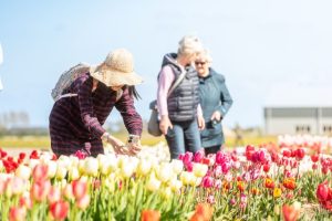 festival-sepeda-tulip-noordoostpolder-keindahan-dan-pesona-alam